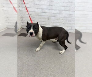 American Pit Bull Terrier-Unknown Mix Dogs for adoption in San Bernardino, CA, USA
