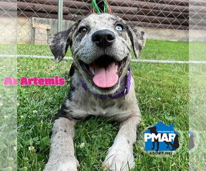 Catahoula Leopard Dog-Unknown Mix Dogs for adoption in Binghamton, NY, USA
