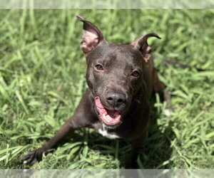 Mutt Dogs for adoption in Tulsa, OK, USA