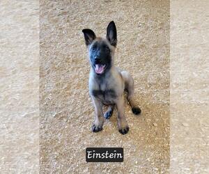 Mutt Dogs for adoption in Granbury, TX, USA
