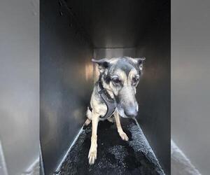 German Shepherd Dog-Unknown Mix Dogs for adoption in West Valley, UT, USA
