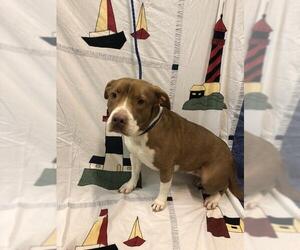 American Staffordshire Terrier Dogs for adoption in Calverton, NY, USA