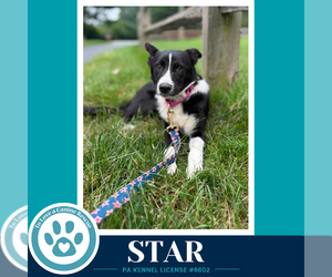 Border Collie-Unknown Mix Dogs for adoption in Kimberton, PA, USA