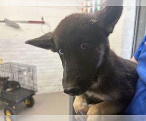 Siberian Husky Dogs for adoption in San Bernardino, CA, USA