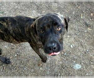 Mutt Dogs for adoption in Martinez, CA, USA