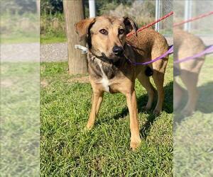 Pointer Dogs for adoption in Conroe, TX, USA