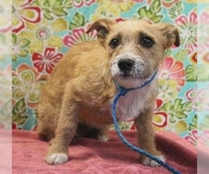 Mutt Dogs for adoption in Fremont, CA, USA