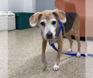 Beagle Dogs for adoption in Boston, MA, USA