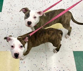 Bullypit Dogs for adoption in Kent, OH, USA