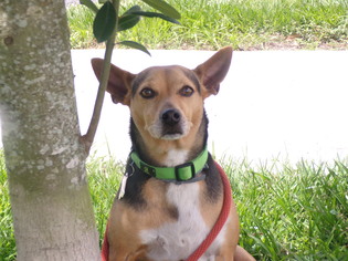 Chipin Dogs for adoption in Sanford, FL, USA