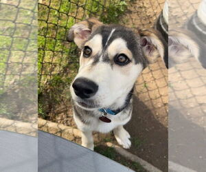 Huskies -Unknown Mix Dogs for adoption in MECHANICSBURG, PA, USA