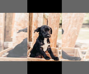 Chug Dogs for adoption in Fenton, MO, USA