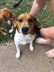 Bagle Hound Dogs for adoption in Cincinnati, OH, USA