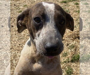 Mutt Dogs for adoption in Sparta, TN, USA