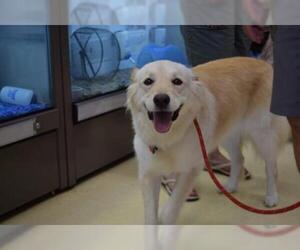 Golden Retriever-Unknown Mix Dogs for adoption in FORT WORTH, TX, USA