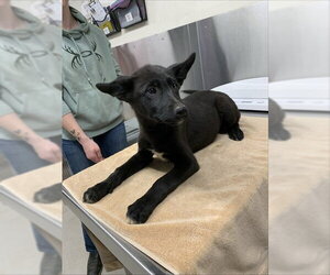 Gerberian Shepsky Dogs for adoption in Fairbanks, AK, USA
