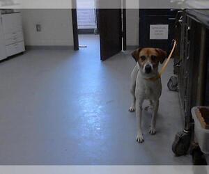 Parson Russell Terrier-Unknown Mix Dogs for adoption in Fayetteville, NC, USA