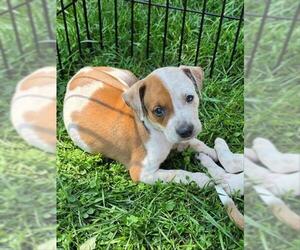 Mutt Dogs for adoption in Waterford, VA, USA