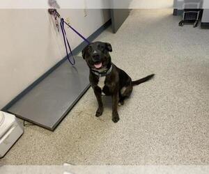 American Pit Bull Terrier-Unknown Mix Dogs for adoption in Visalia, CA, USA