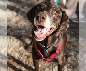 German Shorthaired Pointer Dogs for adoption in Freeport, FL, USA