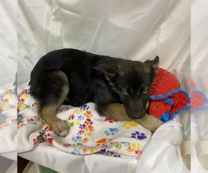 German Shepherd Dog-Unknown Mix Dogs for adoption in Modesto, CA, USA