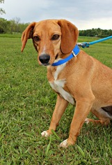 Doxle Dogs for adoption in Dillsburg, PA, USA
