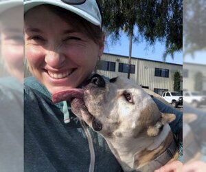 American Staffordshire Terrier-Unknown Mix Dogs for adoption in Ventura, CA, USA