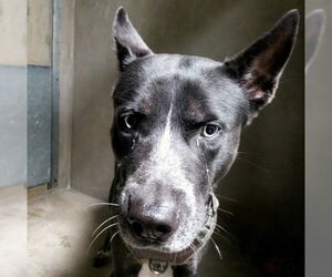 Siberian Husky-Unknown Mix Dogs for adoption in San Bernardino, CA, USA