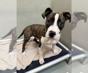 American Pit Bull Terrier Dogs for adoption in Lee's Summit, MO, USA