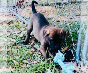 Black Mouth Cur-Labrador Retriever Mix Dogs for adoption in Jena, LA, USA