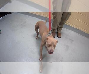 Mutt Dogs for adoption in Tulsa, OK, USA