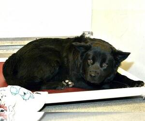 Chow Chow-Unknown Mix Dogs for adoption in West Valley, UT, USA