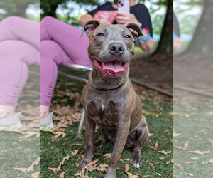 American Pit Bull Terrier-Unknown Mix Dogs for adoption in Holly Springs, NC, USA