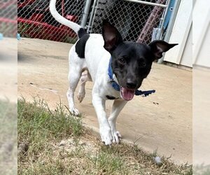 Jack Russell Terrier-Unknown Mix Dogs for adoption in Opelika, AL, USA