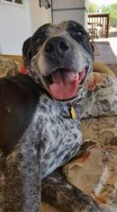 Medium Photo #1 Borador Puppy For Sale in Apache Junction, AZ, USA