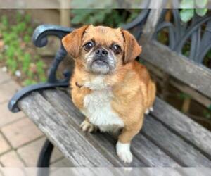 Puginese Dogs for adoption in Santa Clara, CA, USA