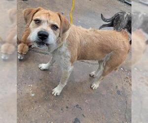 Schnauzer (Giant) Dogs for adoption in Houston, TX, USA
