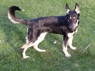 German Shepherd Dog Dogs for adoption in Fargo, ND, USA