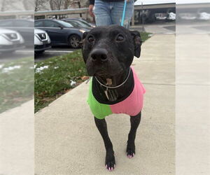 Mutt Dogs for adoption in Louisville, KY, USA