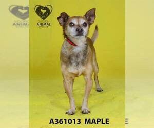 Chihuahua Dogs for adoption in Stockton, CA, USA