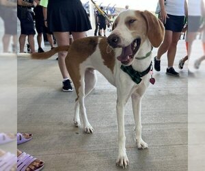 English Foxhound-Unknown Mix Dogs for adoption in Austin, TX, USA