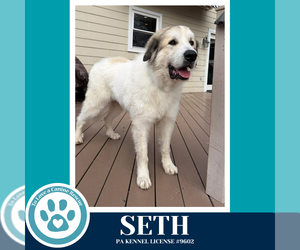 Great Pyrenees Dogs for adoption in Kimberton, PA, USA