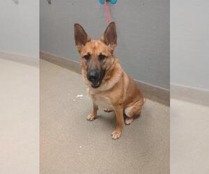 German Shepherd Dog-Unknown Mix Dogs for adoption in Las Vegas, NV, USA