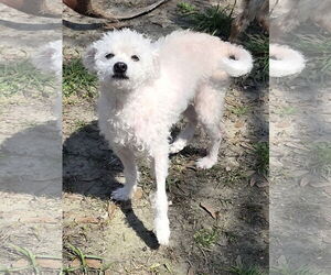 Maltipoo Dogs for adoption in Spring, TX, USA