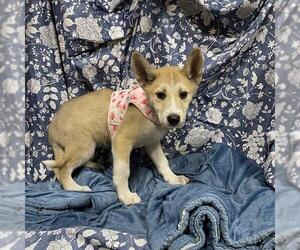 Huskies -Unknown Mix Dogs for adoption in Modesto, CA, USA