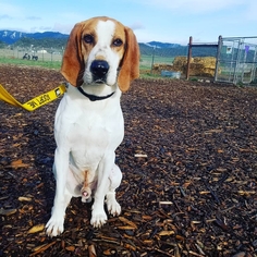 Medium Photo #1 Treeing Walker Coonhound Puppy For Sale in Yreka, CA, USA