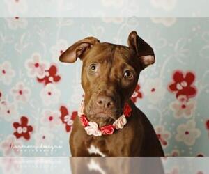 Vizsla Dogs for adoption in Nashville, TN, USA