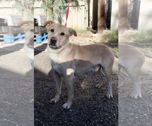 Labrador Retriever Dogs for adoption in El Centro, CA, USA