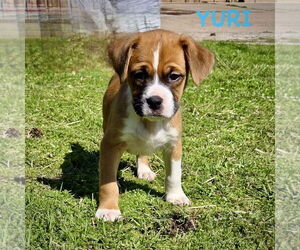 Boxer Dogs for adoption in Dumont, NJ, USA