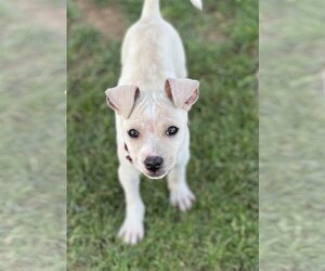 Rat-Cha Dogs for adoption in Phoenix, AZ, USA